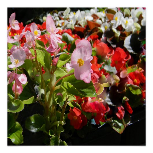 Poster Bouquet de Begonias... (Devant)
