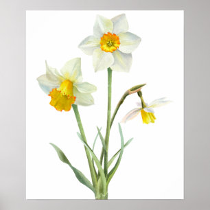 Poster Bouquet de fleurs de jonquille