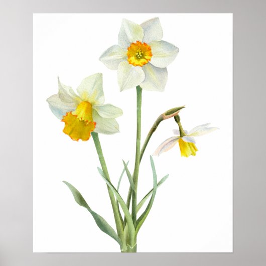 Poster Bouquet de fleurs de jonquille (Devant)