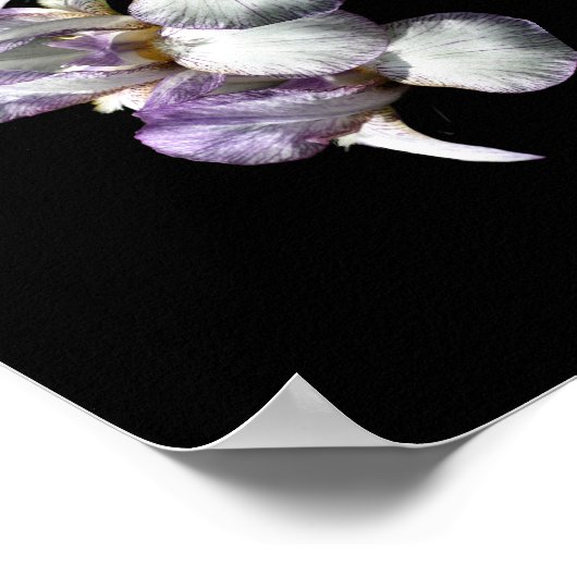 Poster Bouquet De Fleurs D'Iris Arborées (Coin)