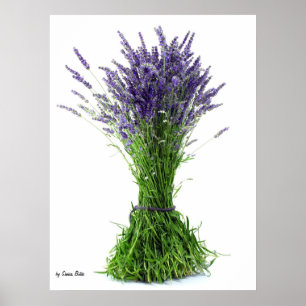 Poster Bouquet de lavande