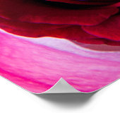 POSTER BOUQUET DE ROSES (Coin)