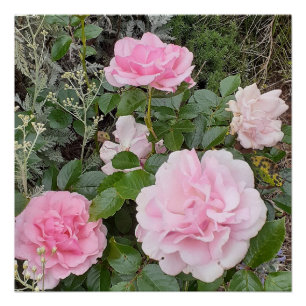Poster Bouquet de roses roses rose rose florale Radox Jar