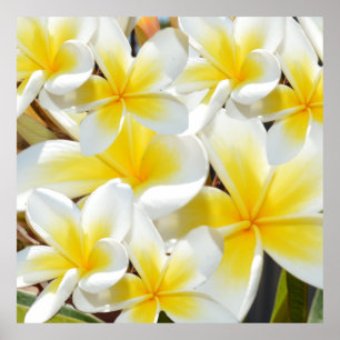 Poster Bouquet Frangipani blanc jaune,