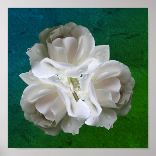 Poster Bouquet Roses Blanches Avec Raindrops (Devant)