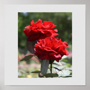 Poster Bouquet rouge