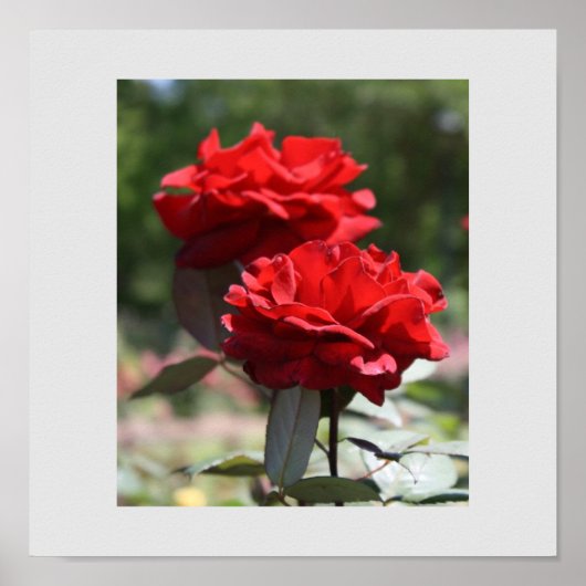 Poster Bouquet rouge (Devant)