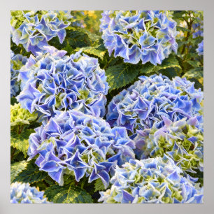 Poster Bouquets d'Hortensia Bleu Ensolleillés dans un Jar