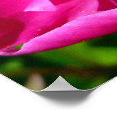 Poster Bourdon et pivoine (Coin)
