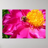 Poster Bourdon et pivoine (Devant)