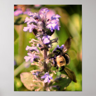 Poster Bourdon sur fleur violette en gros plan
