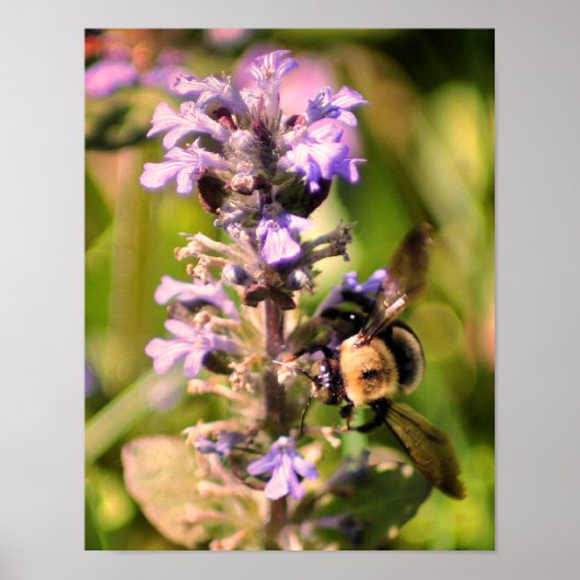 Poster Bourdon sur fleur violette en gros plan (Devant)