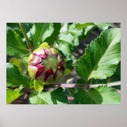 Poster bourgeon d'automne (Devant)