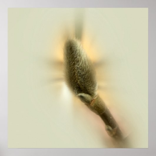 Poster bourgeon de magnolia (Devant)