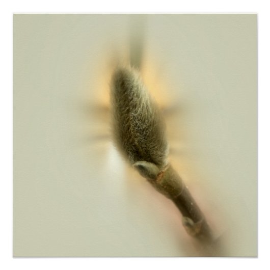 Poster bourgeon de magnolia (Devant)