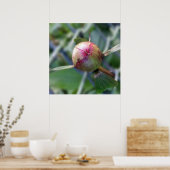 Poster bourgeon de pivoine (Cuisine)