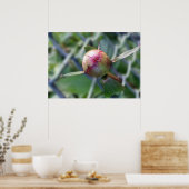 Poster bourgeon de pivoine (Cuisine)