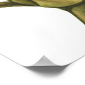 Poster bourgeon de pivoine (Coin)