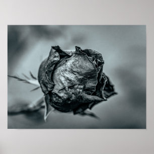 Poster Bourgeon de rose flétri noir et blanc