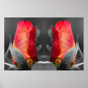 Poster Bourgeon de rose rouge Art de fleur en miroir de c