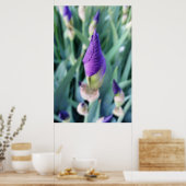 Poster bourgeon d'iris pourpre (Cuisine)