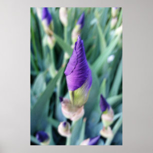 Poster bourgeon d'iris pourpre