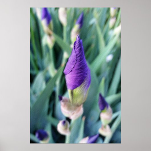 Poster bourgeon d'iris pourpre (Devant)