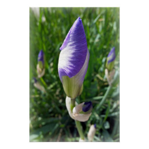 Poster bourgeon d'iris pourpre