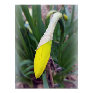 Poster bourgeon jaune