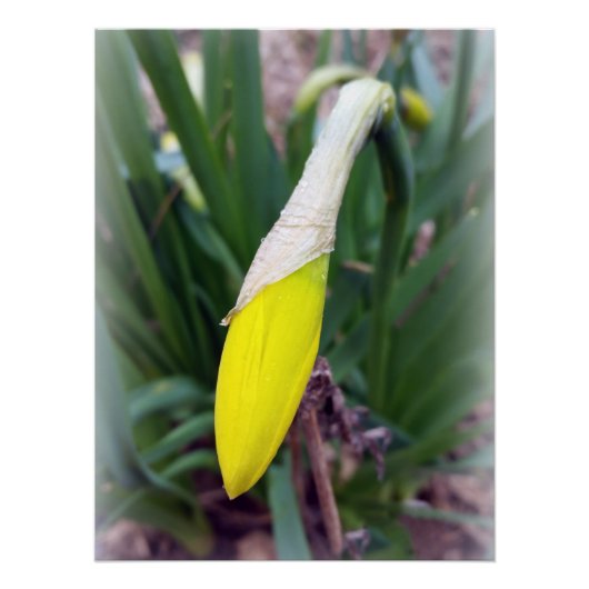 Poster bourgeon jaune (Devant)