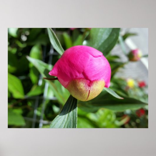 Poster bourgeon rose profond (Devant)