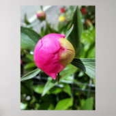 Poster bourgeon rose profond (Devant)