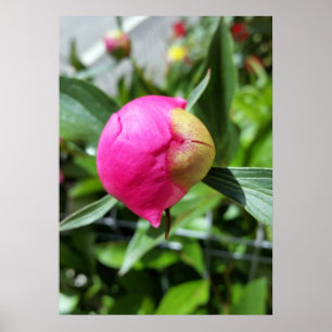 Poster bourgeon rose profond