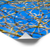 Poster Bourgeons De Saule - Matin Du Printemps (Coin)