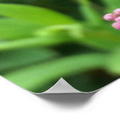 Poster bourgeons roses (Coin)