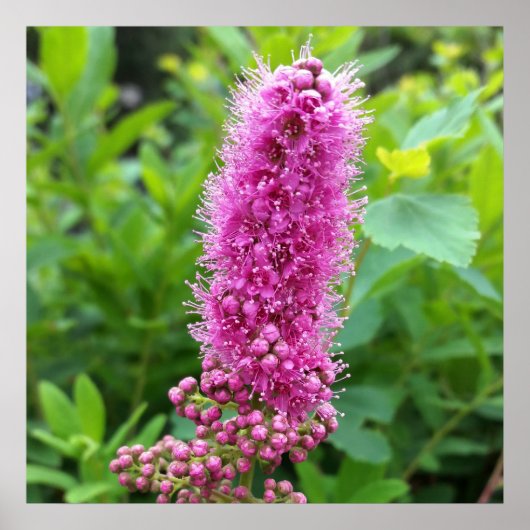 Poster bourgeons roses (Devant)