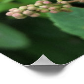 Poster bourgeons roses (Coin)