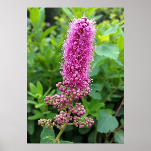 Poster bourgeons roses (Devant)