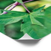 Poster Bourgogne Élégance : La chanson de l'amour de la n (Coin)