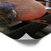 Poster Bourkes Parakeet (Coin)