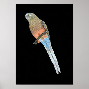 Poster Bourke's Parrot - Neophema bourkii