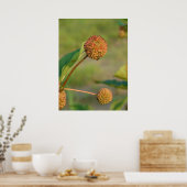 Poster Bouton Bush (Cuisine)