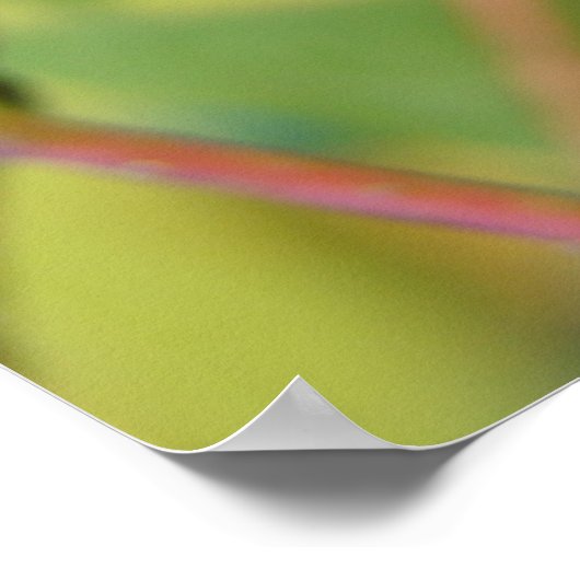 Poster Bouton Bush #2 (Coin)