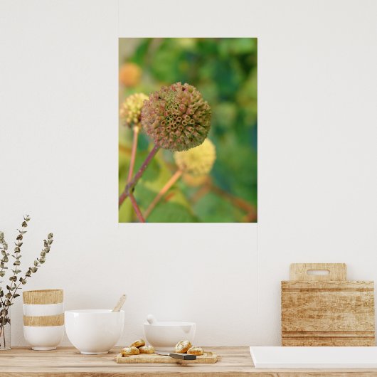 Poster Bouton Bush #2 (Cuisine)