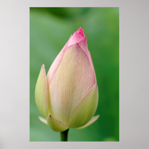Poster Bouton de nénuphar non ouvert, Jardin botanique de