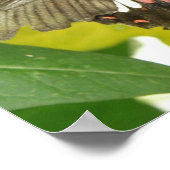 Poster Bouton d'impression à bec écarlate (Coin)