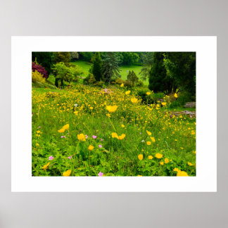 Poster Boutons d'or