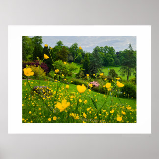 Poster Boutons d'or