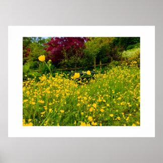 Poster Boutons d'or