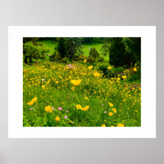 Poster Boutons d'or